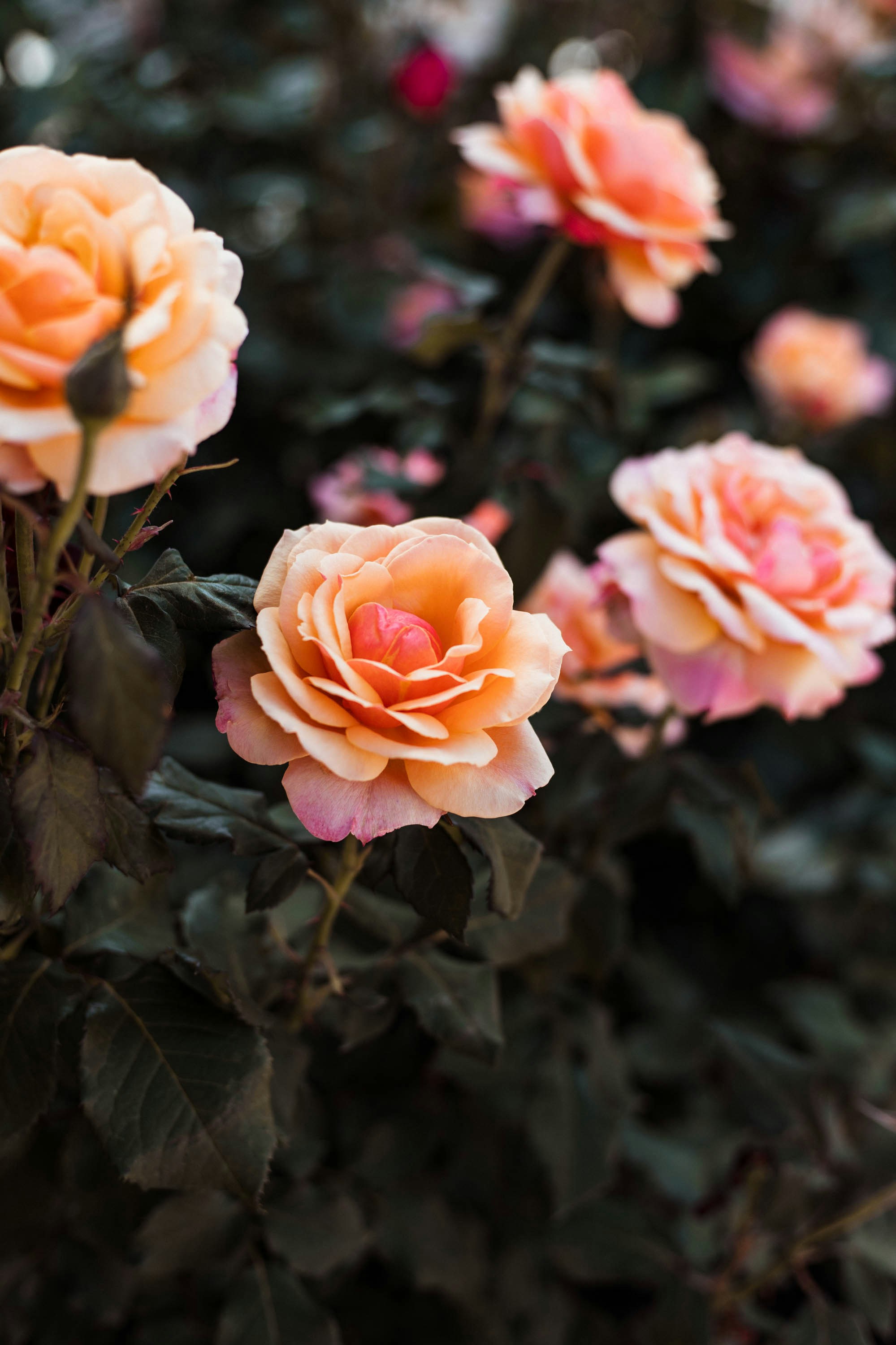 Photo by rachelcoyne