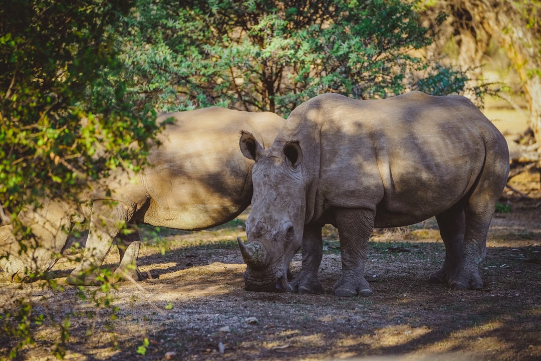 grey rhinoceros on brown dirt ground during daytime