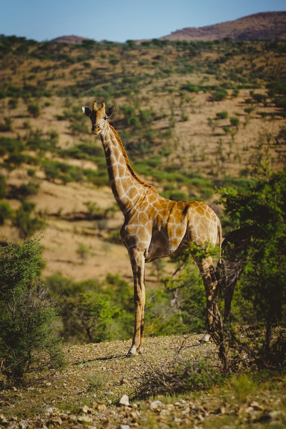 brown giraffe standing on brown grass field during daytime