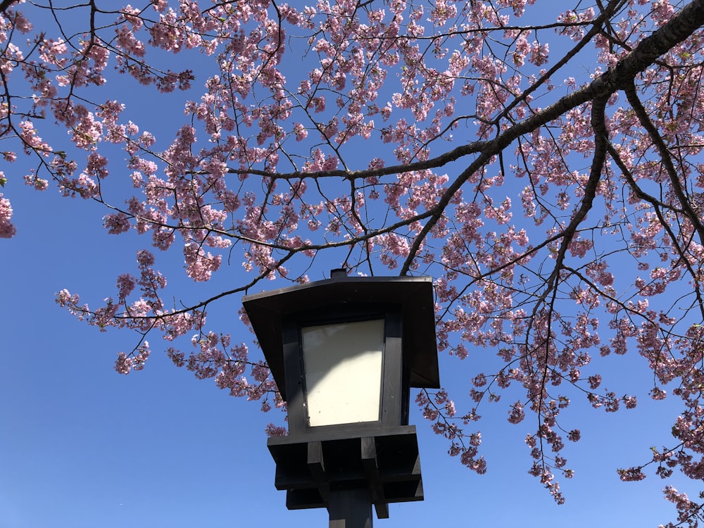 black lamp post on cherry blossom tree during daytime