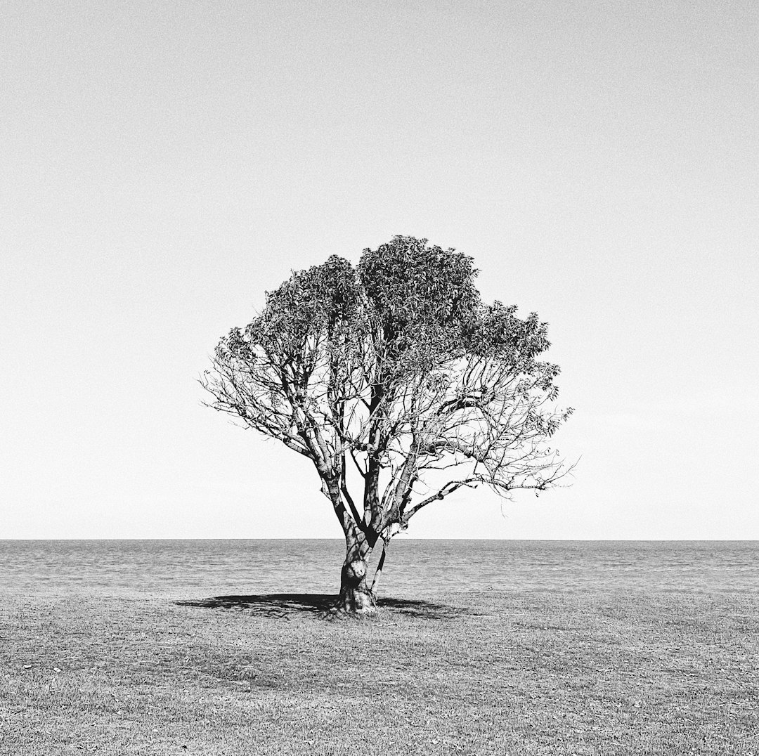 grayscale photo of tree on the beach