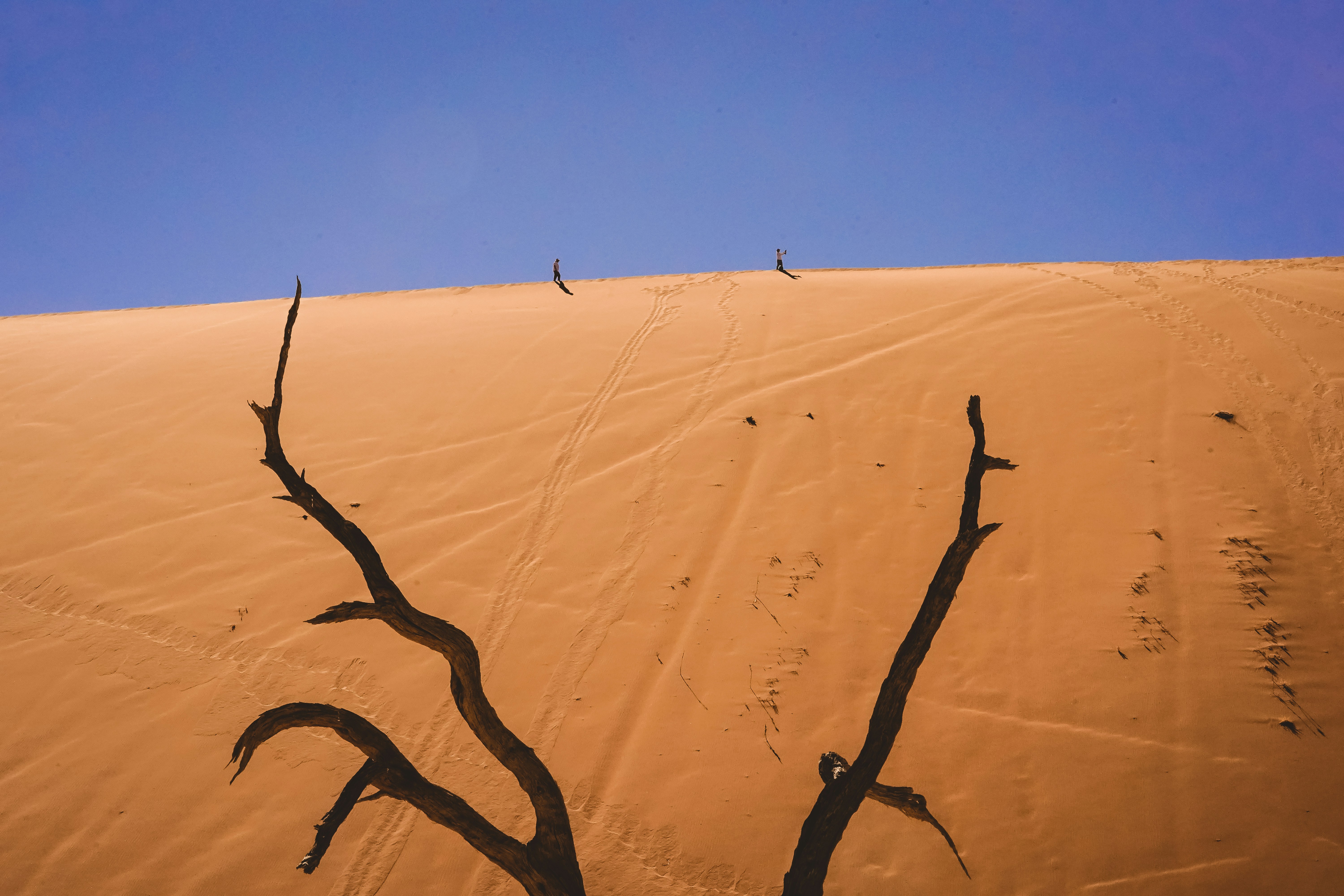 日中の茶色の砂浜の茶色の木の枝