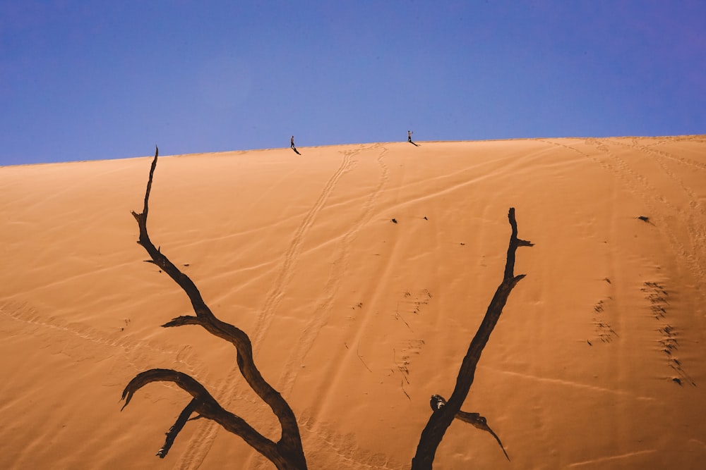 brown tree branch on brown sand during daytime