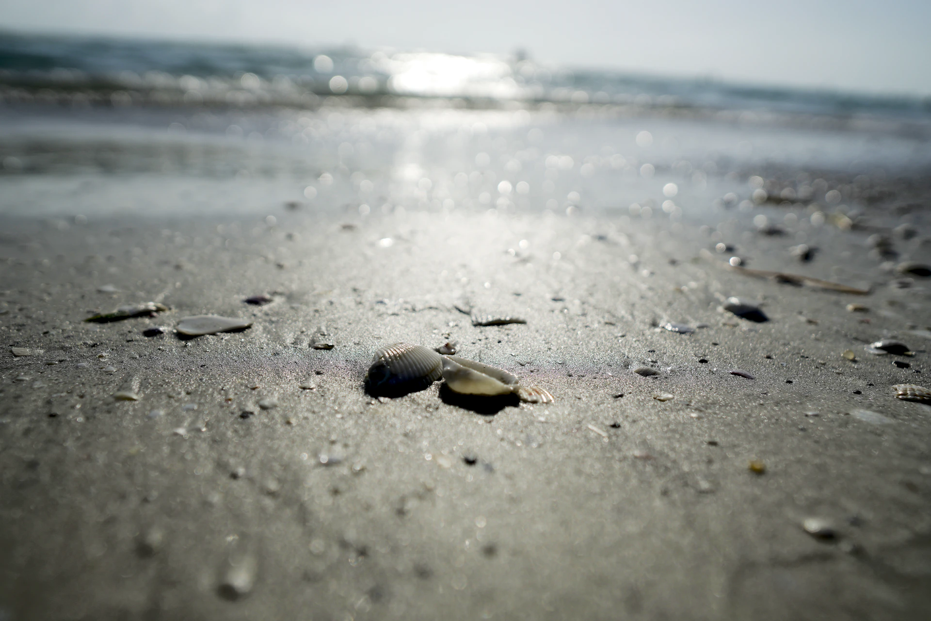 Close-up of smooth, sun-warmed stones and delicate seashells nestled in soft sand, reflecting nature's simple beauty.