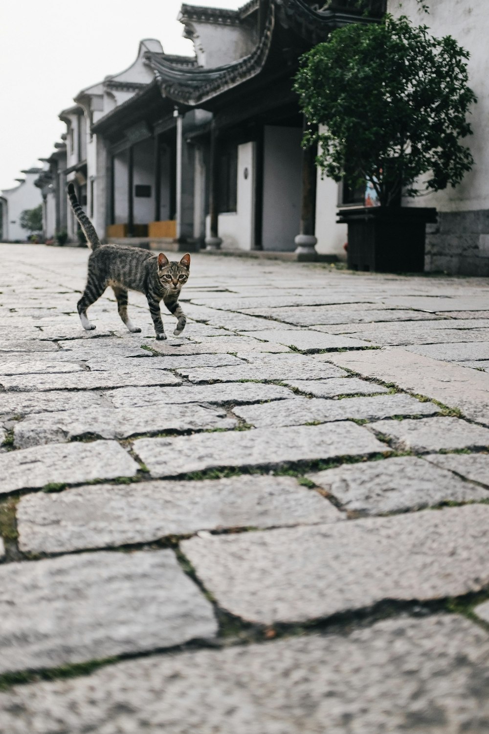 brown tabby cat walking on sidewalk during daytime