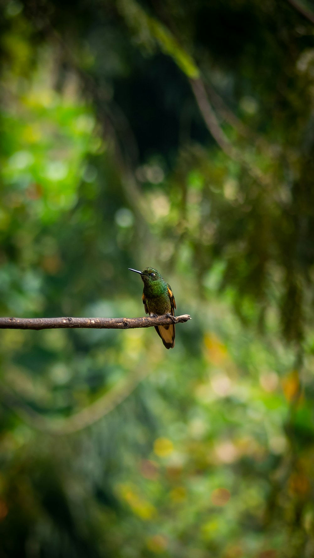 green and brown humming bird