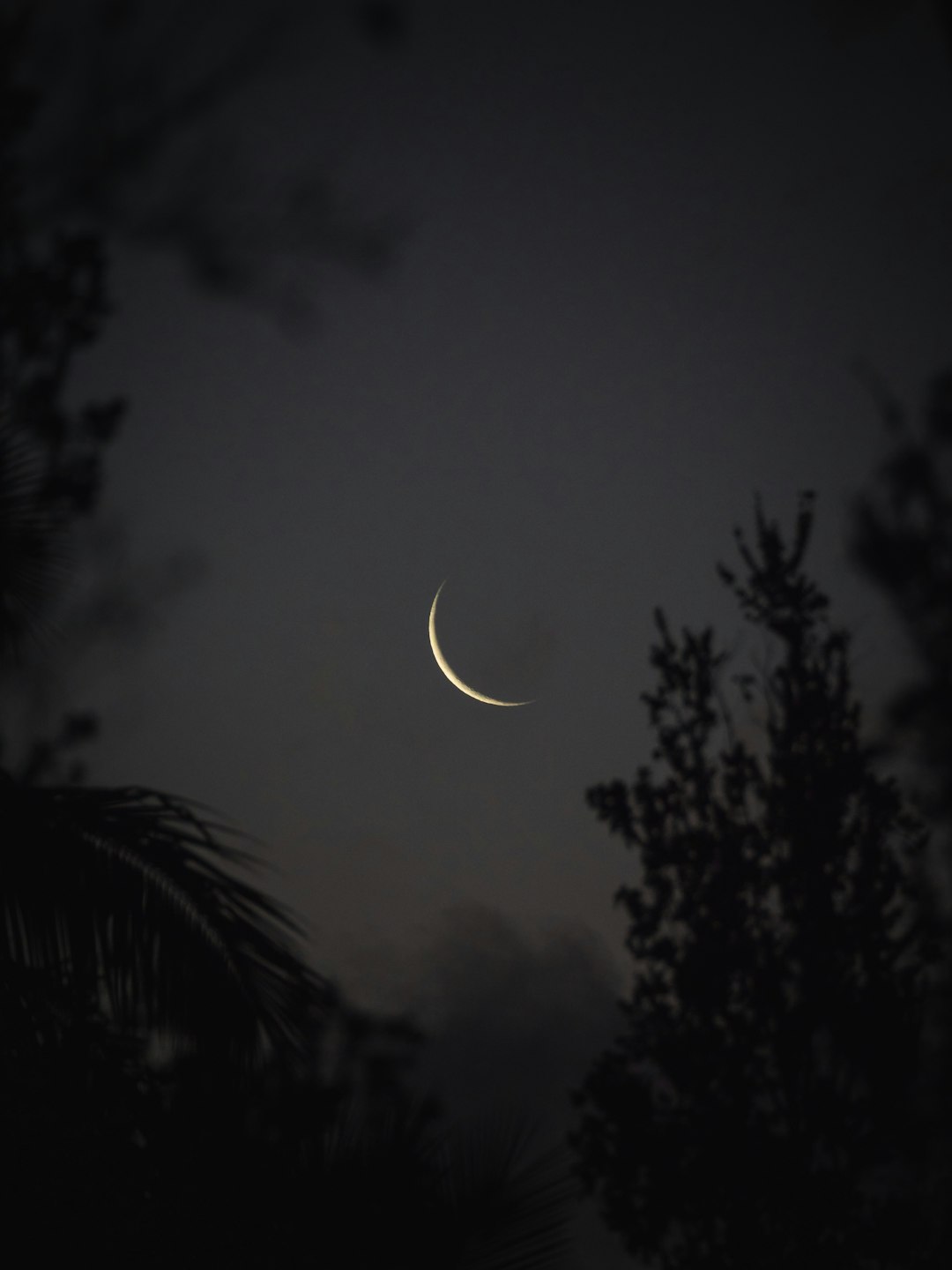 full moon over green palm tree