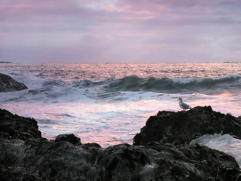 a bird sitting on a rock near the ocean