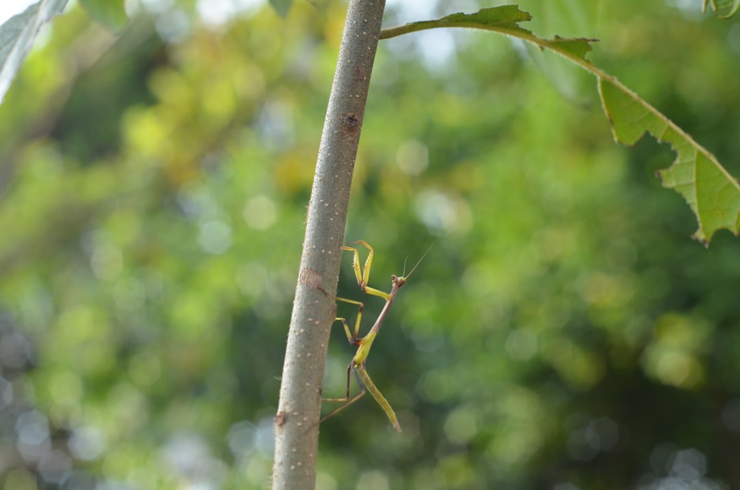 green praying mantis on brown stem during daytime