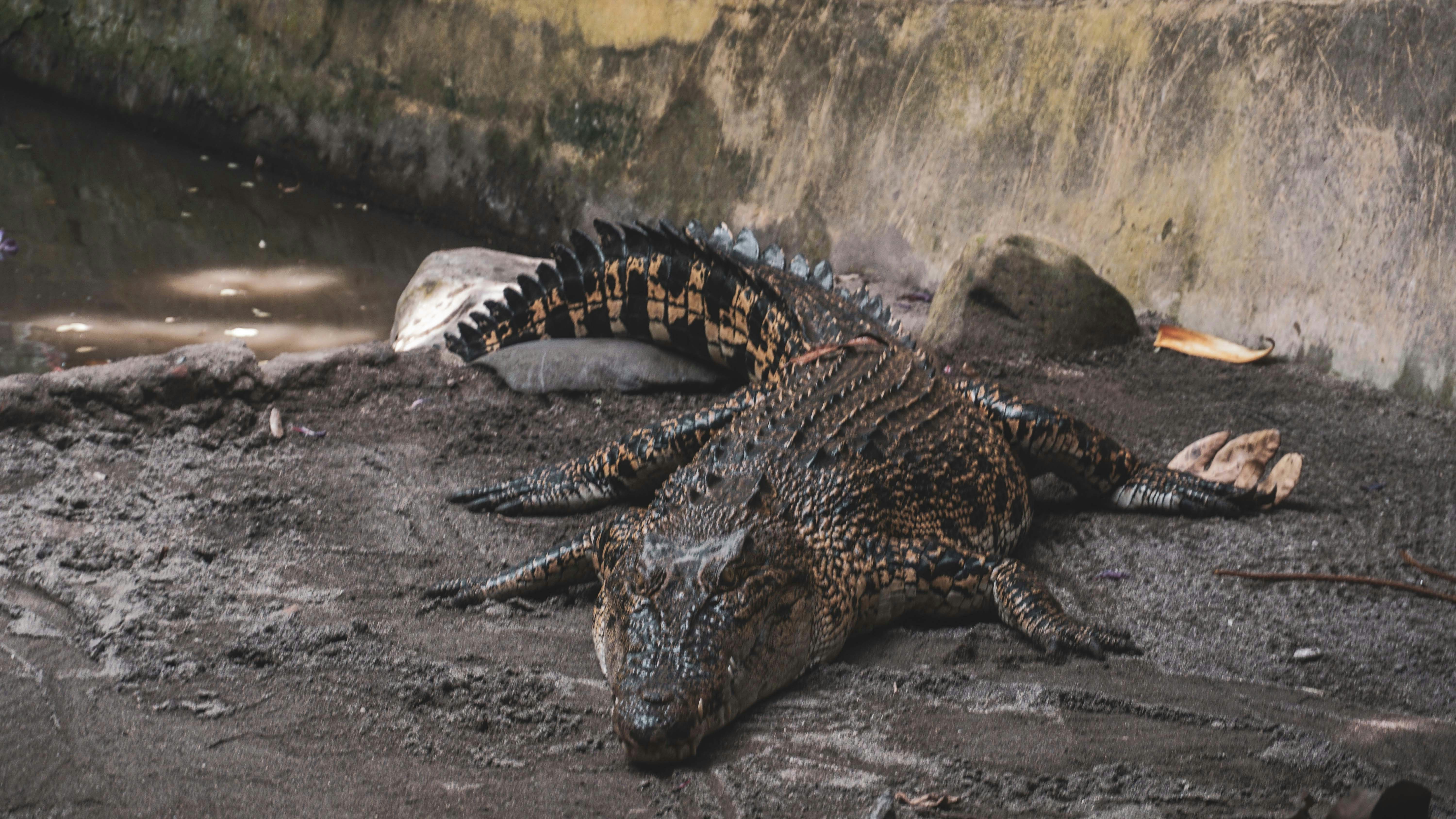 black crocodile on body of water during daytime