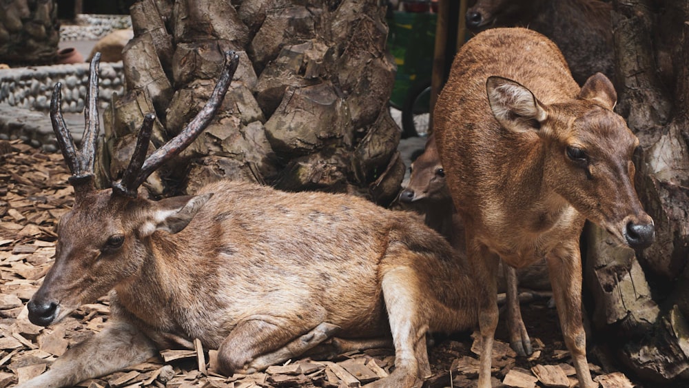 brown deer on brown ground during daytime