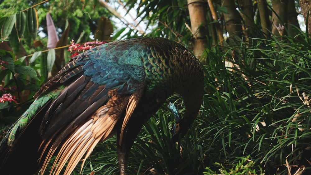 blue peacock on green grass during daytime