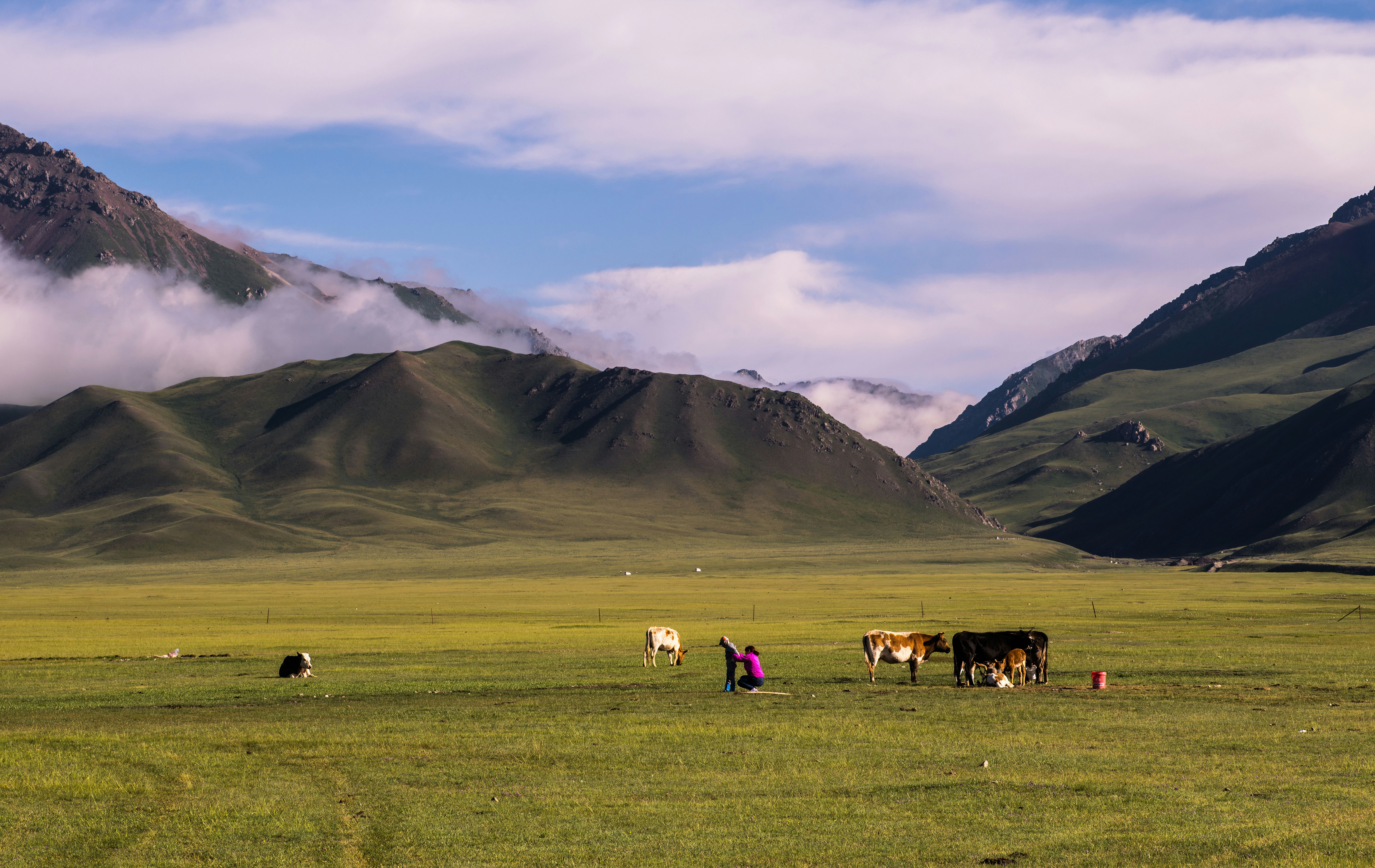 a herd of cattle standing on top of a lush green field