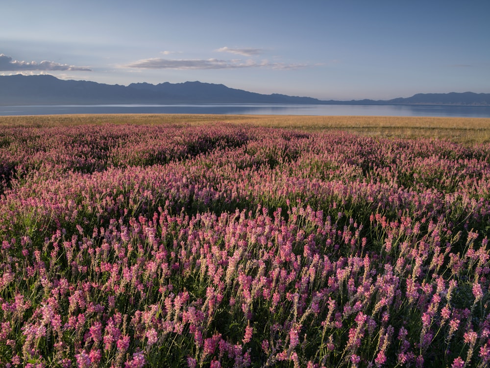 purple flower field during daytime