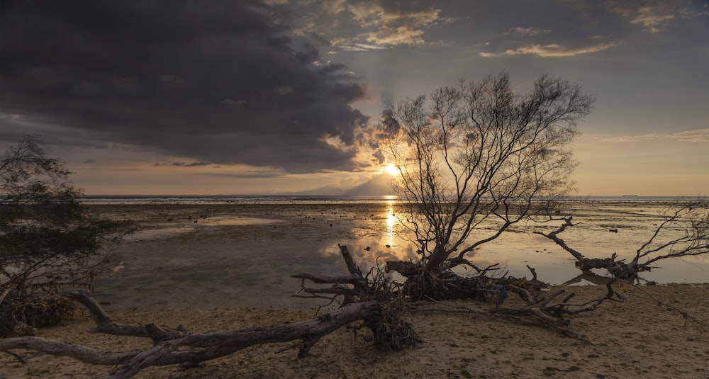 leafless tree on beach shore during sunset