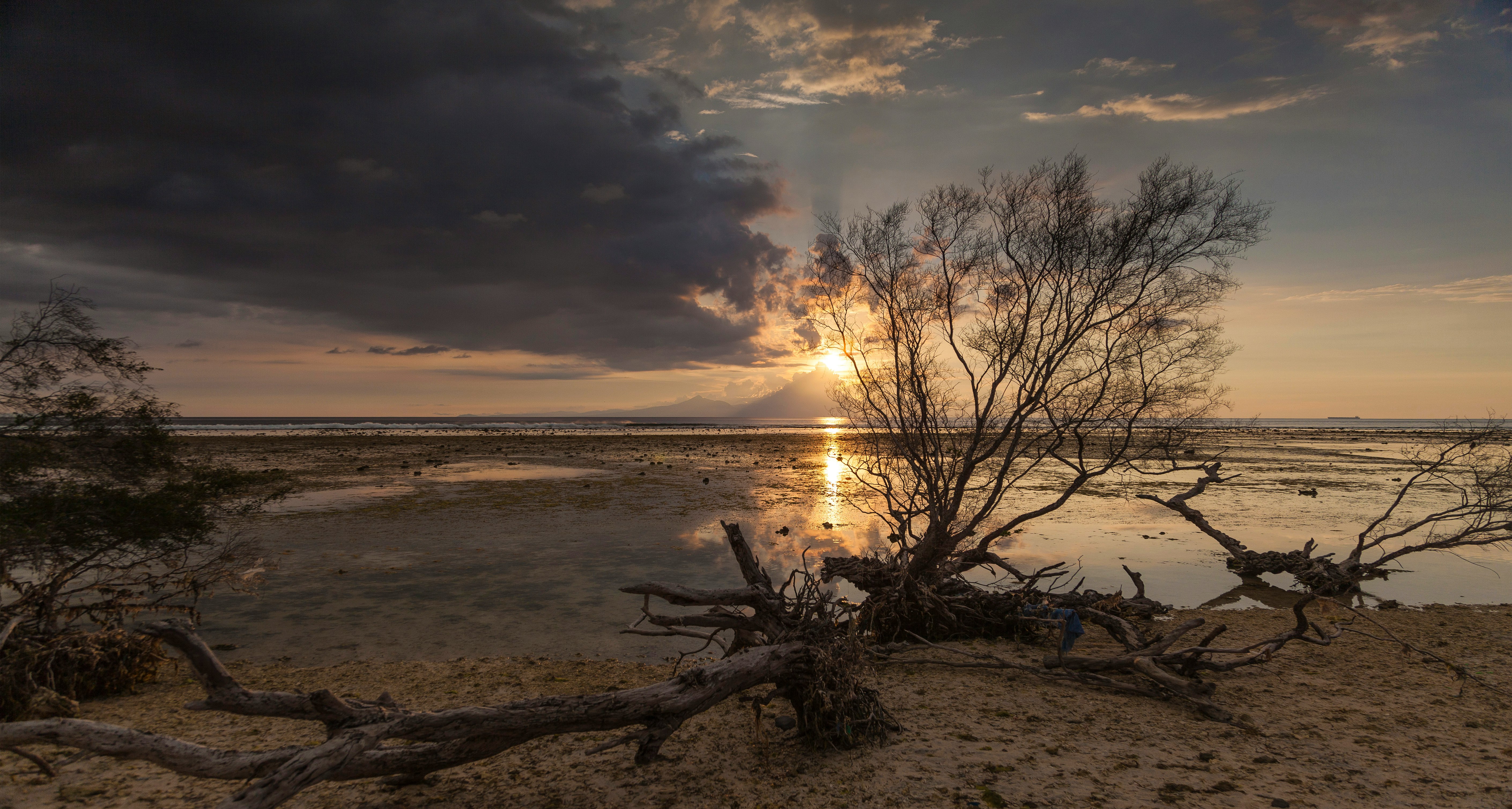 leafless tree on beach shore during sunset