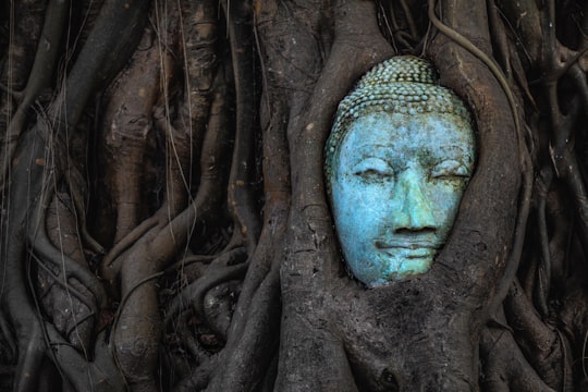 Buddha embeaded in a Banyon Tree things to do in Ayutthaya