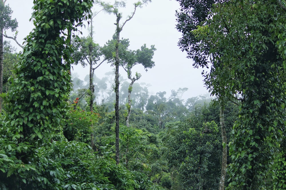 green trees under white sky during daytime