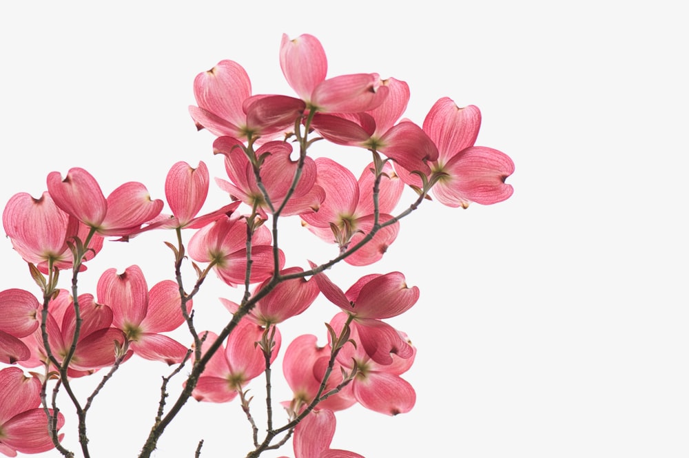 pink and white flower on white background