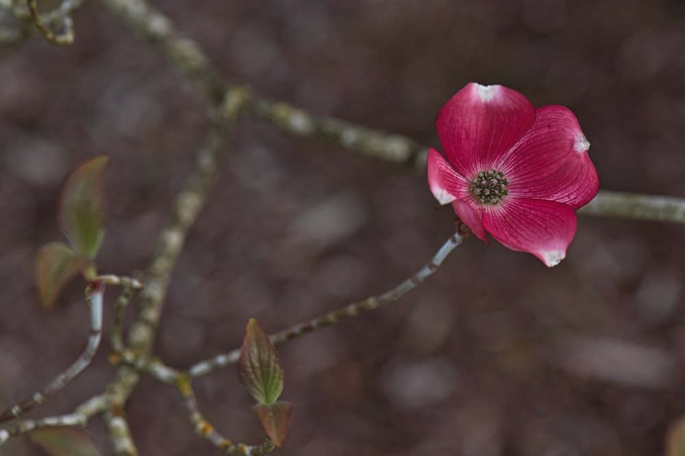 fleur rose dans une lentille à bascule décentrement