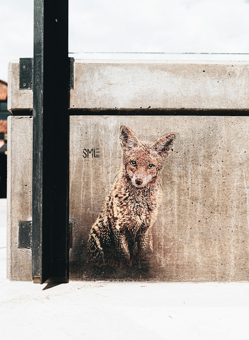 brown and black leopard on window