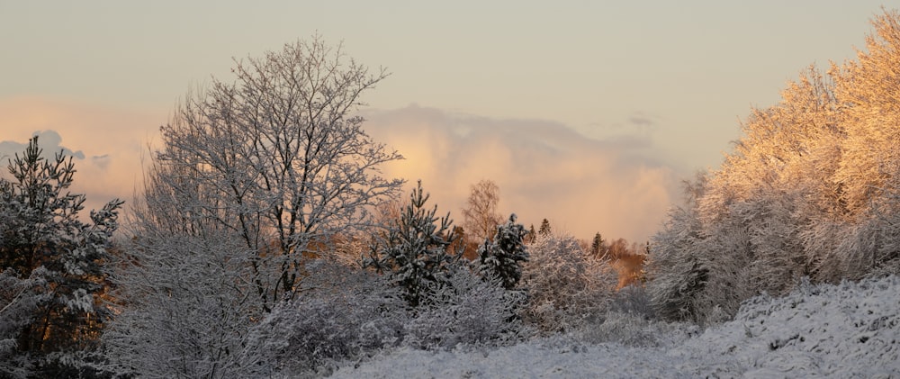 bare trees on snow covered ground during daytime