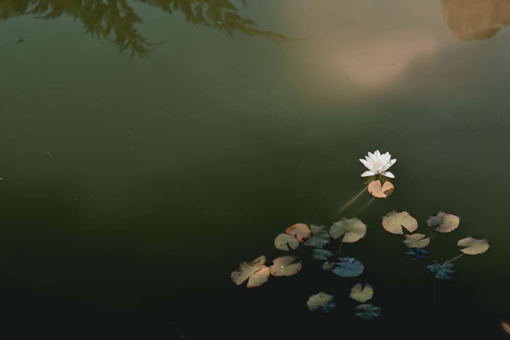 fleur blanche sur plan d’eau