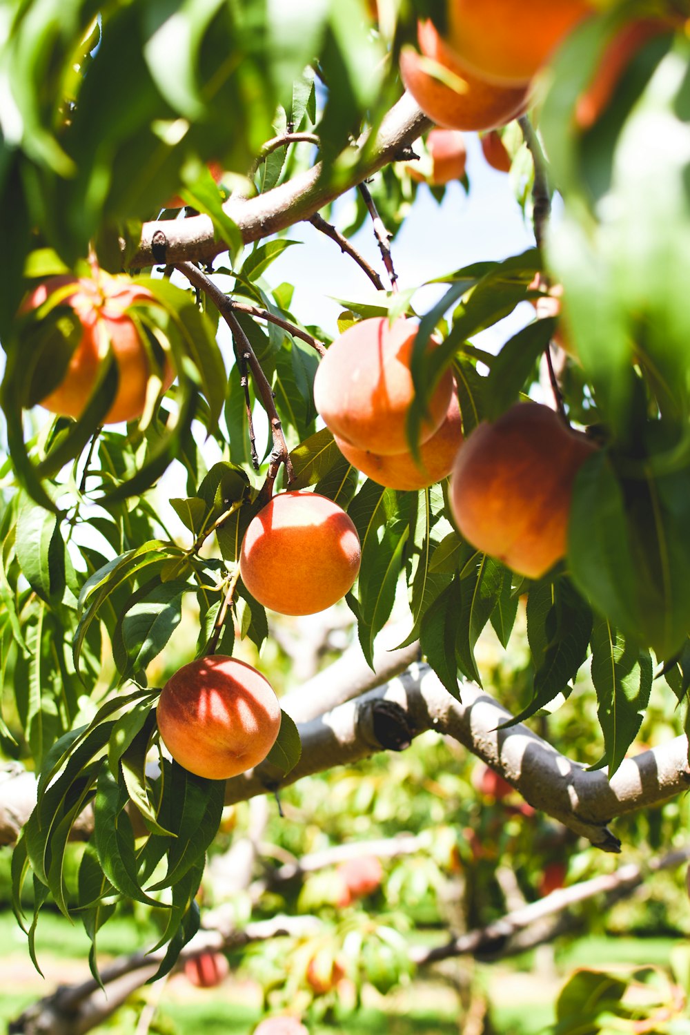 orange fruit on tree during daytime