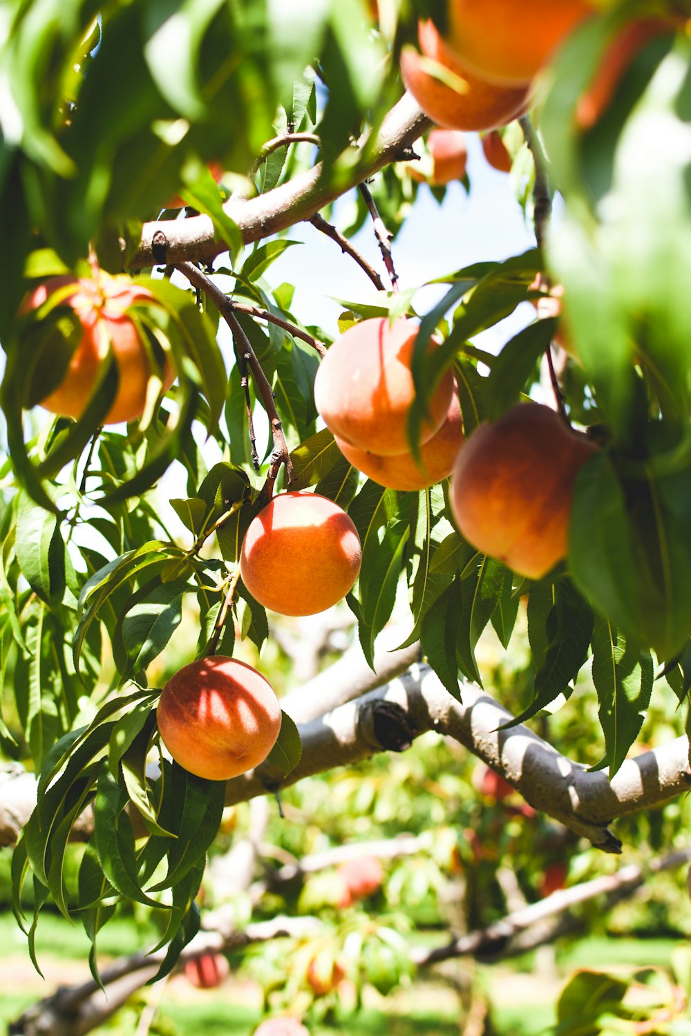 Fruit orange sur l’arbre pendant la journée