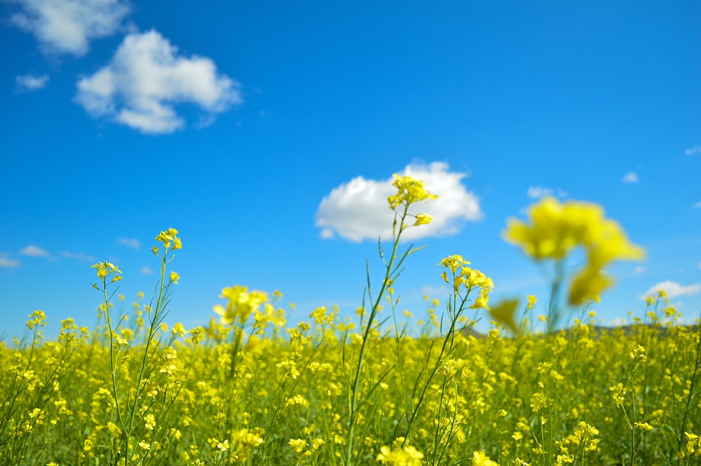 yellow flower field under blue sky during daytime