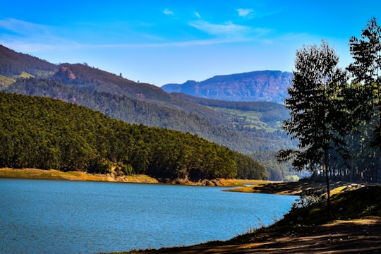 green trees near body of water during daytime in Munnar India