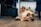 brown and black yorkshire terrier puppy on brown wooden floor