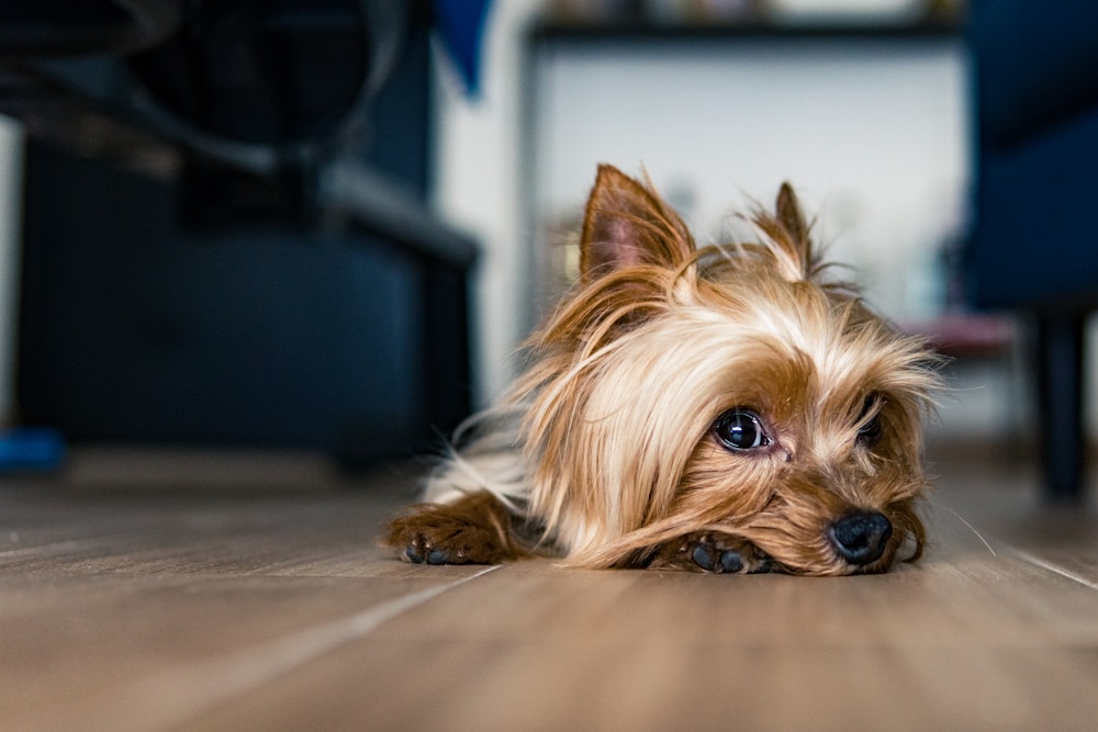 cachorro de Yorkshire Terrier marrón y negro sobre piso de madera marrón