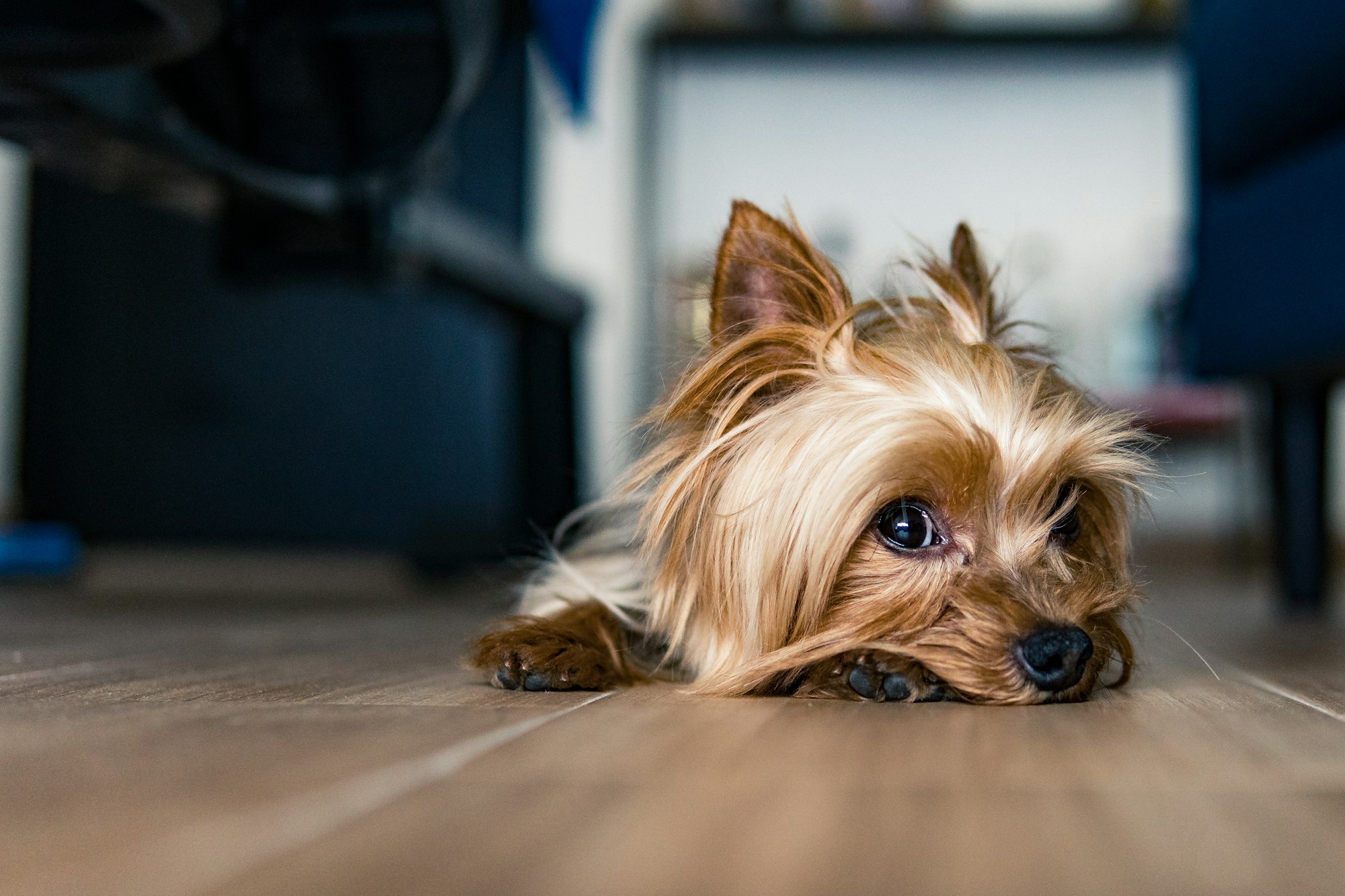 Yorkshire Terrier