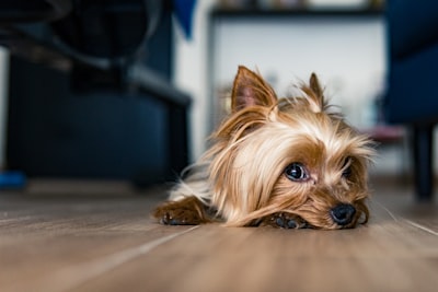 Gibt es eine Möglichkeit, definitiv festzustellen, ob ein Hund hypoallergen ist?