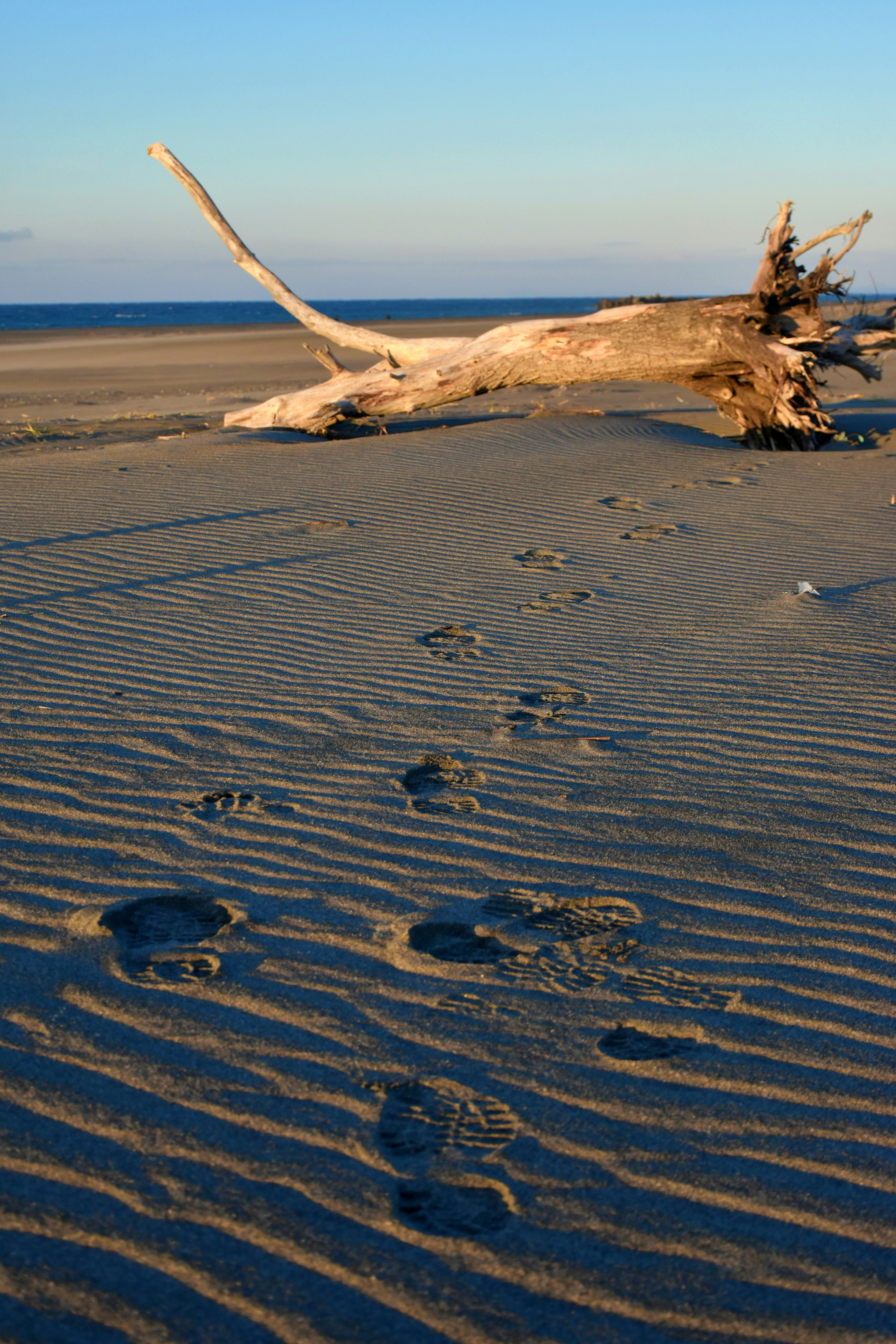 Brown tree branch on white sand during daytime photo – Free ...