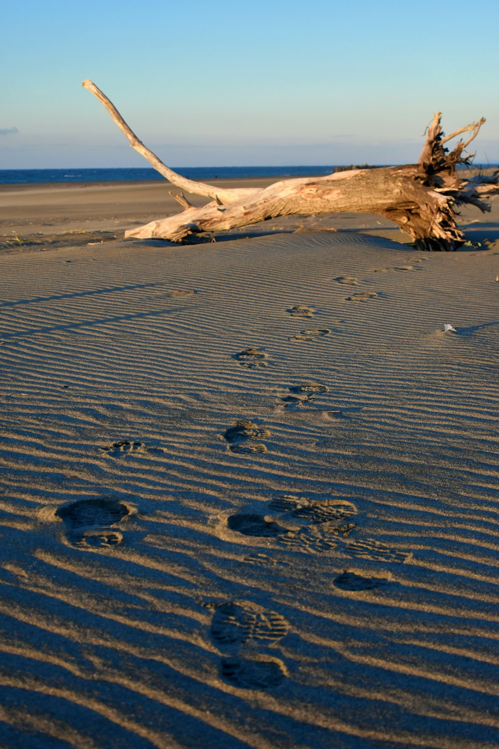 brown tree branch on white sand during daytime