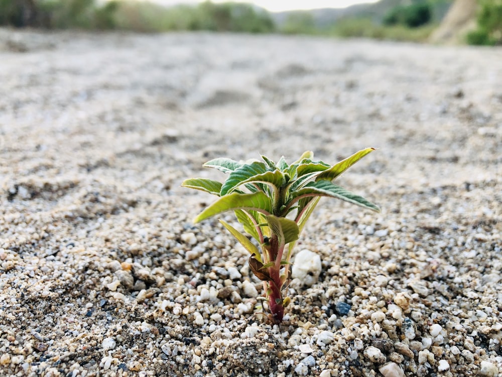 green plant on brown and white rocky ground during daytime