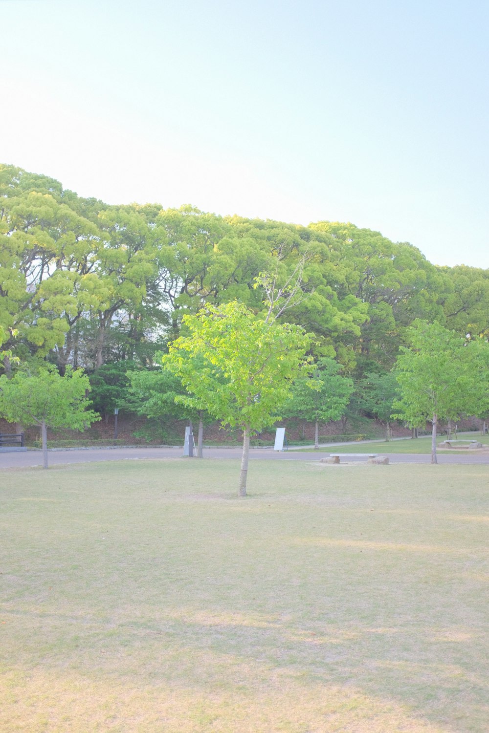 green trees on green grass field during daytime