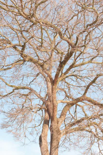 brown bare tree under white sky during daytime