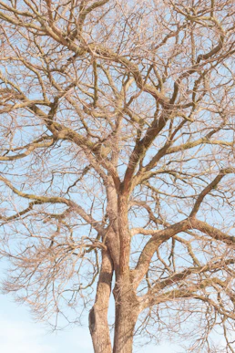 brown bare tree under white sky during daytime