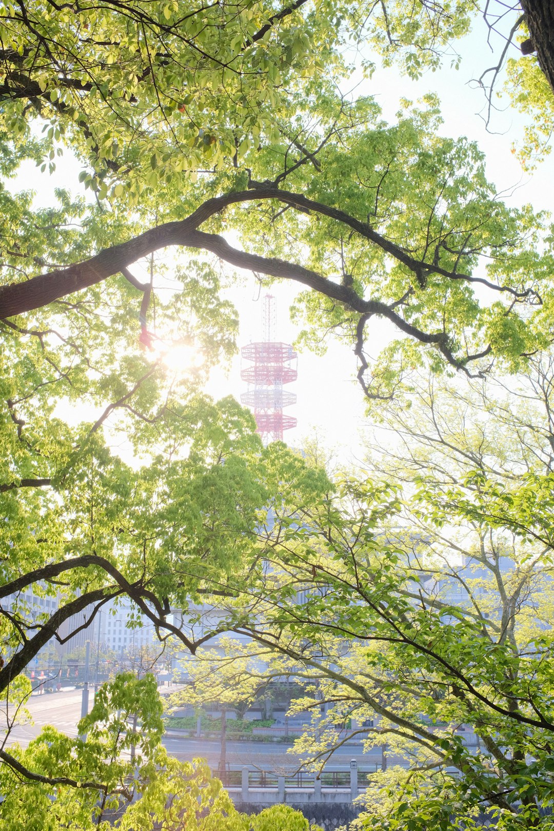 green trees under sunny sky