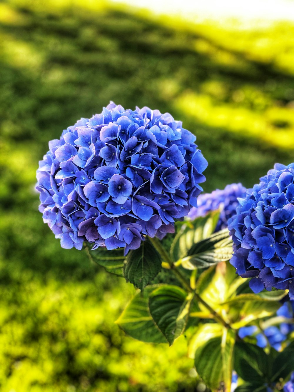 blue hydrangeas in bloom during daytime