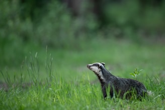 black and white animal on green grass field during daytime