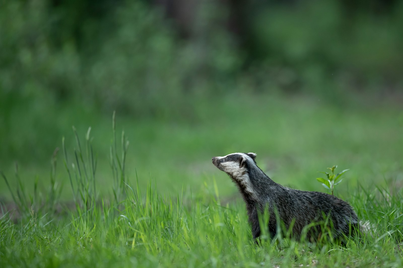 Canon EF 400mm F2.8L IS II USM sample photo. Black and white animal photography