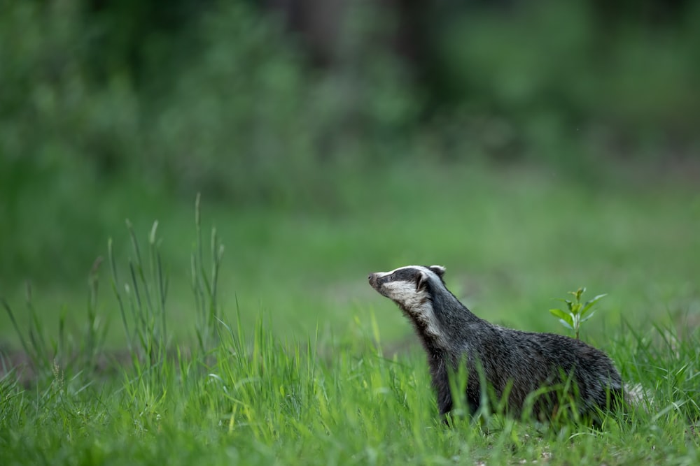 black and white animal on green grass field during daytime