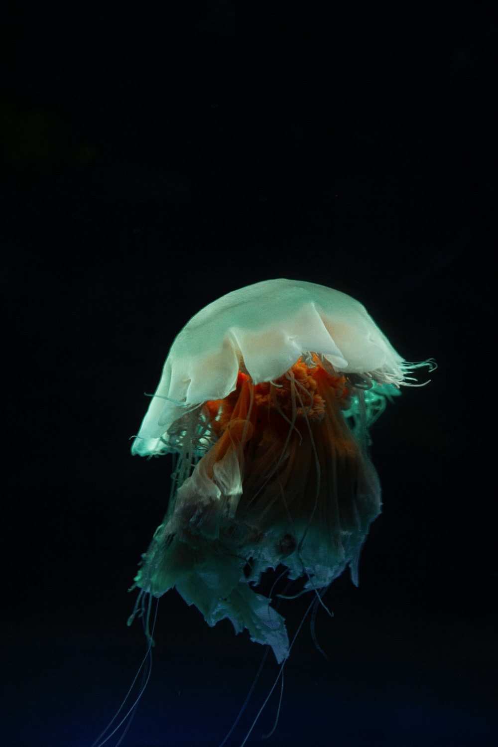 white and pink jellyfish in water