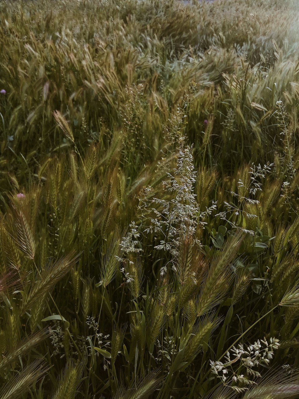 green grass field during daytime