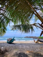 green coconut tree on beach during daytime