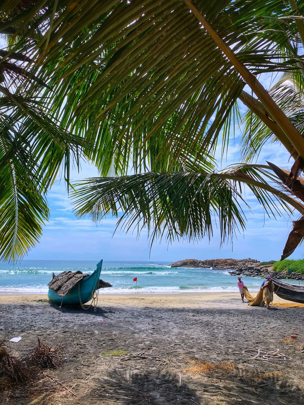 cocotier vert sur la plage pendant la journée